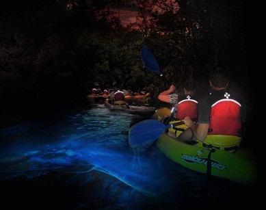 Bioluminescent Kayaking